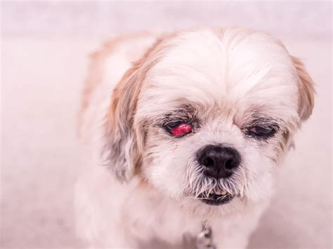 Cherry Eye in Dogs | Small Door Veterinary