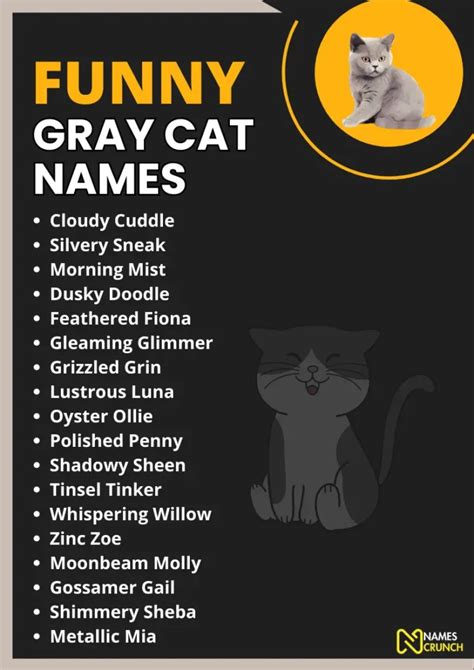 440+ Funny Gray Cat Names [Unique Ideas] - Names Crunch