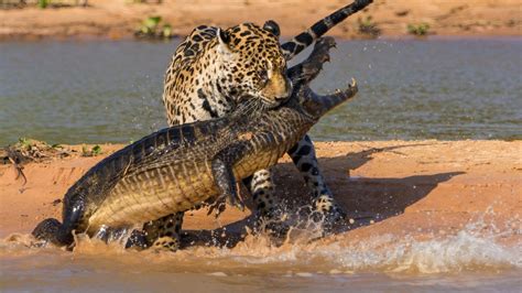 2560x1440 Resolution crocodile, jaguar, hunting 1440P Resolution Wallpaper - Wallpapers Den