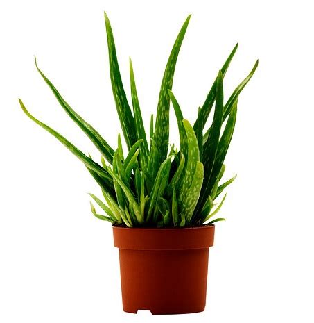 Jual Tanaman Lidah Buaya (Aloe Vera) - BibitBunga.com