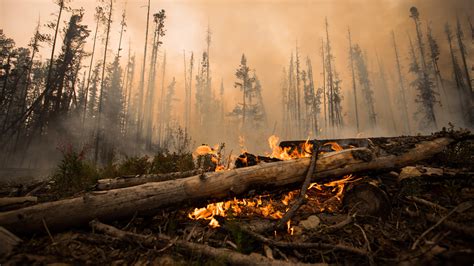 L’été expliqué avec Bernard Lasnier : Les feux de forêt