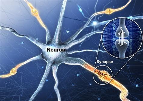 Artificial synaptic device simulates the function of the human brain