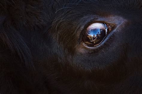 Black Animal Eye · Free Stock Photo