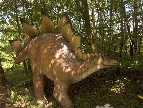 10 Amazing Facts You Probably Didn't Know About Stegosauruses - Owlcation