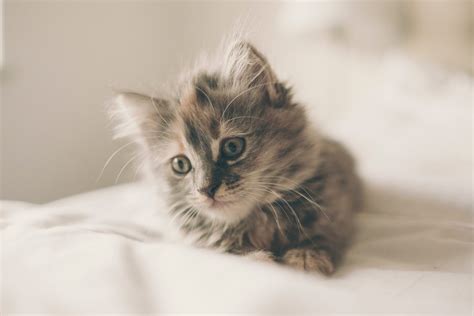 Enter Our Cutest Cat Contest! - Washingtonian