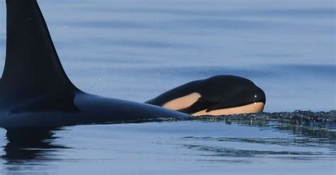 Southern Resident orca Tahlequah gives birth to calf