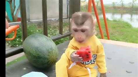 Monkey bobo goes to the entertainment area of the countryside. - YouTube