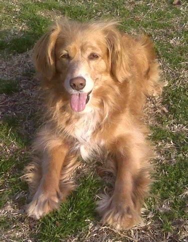 Golden Cocker Retriever Dog Breed Information and Pictures