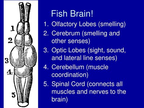 PPT - Internal Anatomy of Fish PowerPoint Presentation, free download - ID:7008236