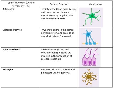 [Solved] Q1 List four types of neuroglia in the central nervous system, and... | Course Hero