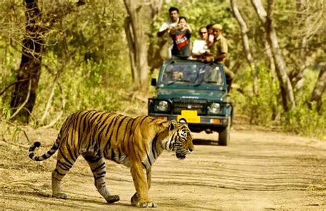 Dandeli Wildlife Sanctuary Guide: All You Need To Know!