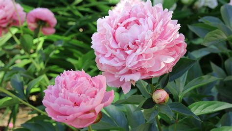 Different Types Of Peonies Species & Best Popular Varieties ...