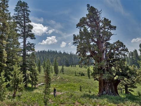 The Bennett Juniper – America’s Oldest Juniper Tree – The Treeographer