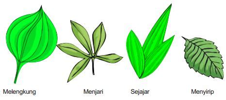 Gambar 20 Contoh Daun Sejajar Pembahasan Gambarnya Ebiologi Gambar ...