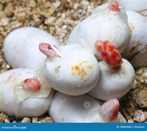 Coral Snow Baby Snake Hatching from Where Eggs Stock Photo - Image of exotic, color: 108984566