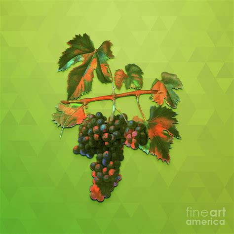 Vintage Lacrima Grapes Botanical Art on Love Bird Green n.0138 Mixed Media by Holy Rock Design ...