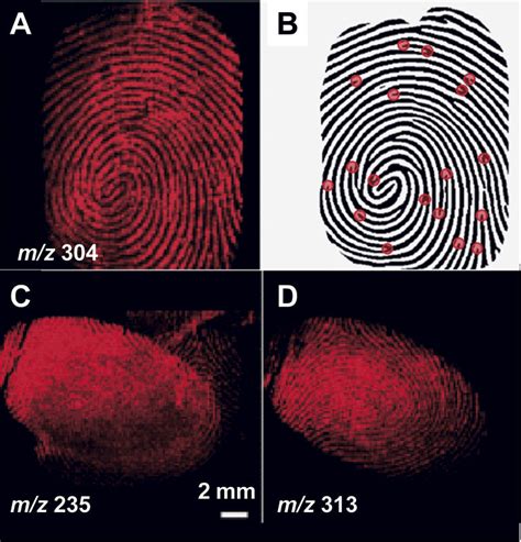 Molecular imaging by mass spectrometry: application to forensics ...