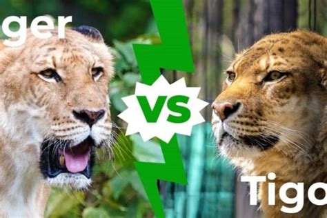 Liger vs Tigon: 6 key differences explained