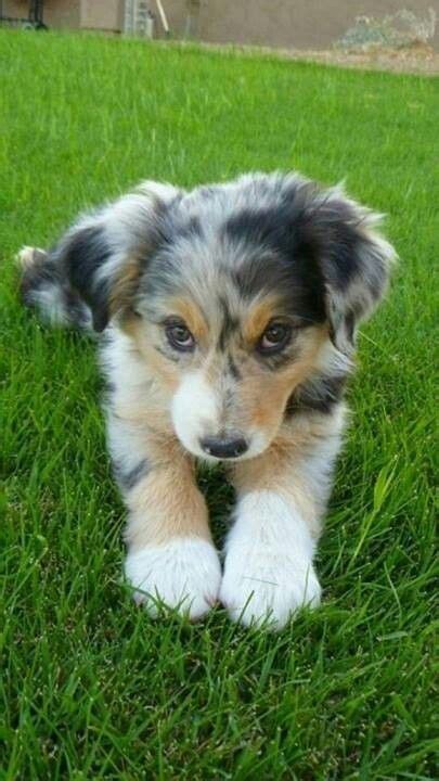 Aussie Puppy So cute: Aussie S, Doggie, Face, Aussies, Aussie Dogs ...