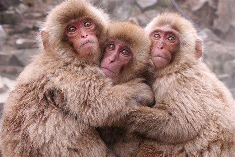 3 Hugging Snow Monkeys, Nagano (Japan) | Japanese macaque, Monkey wallpaper, Animals