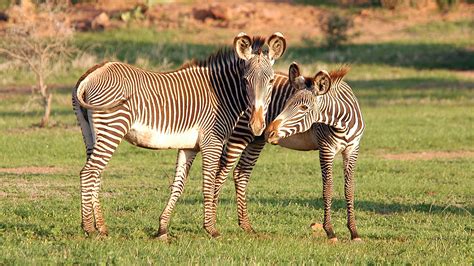 Mpala Live! Field Guide: Grevy's Zebra | MpalaLive