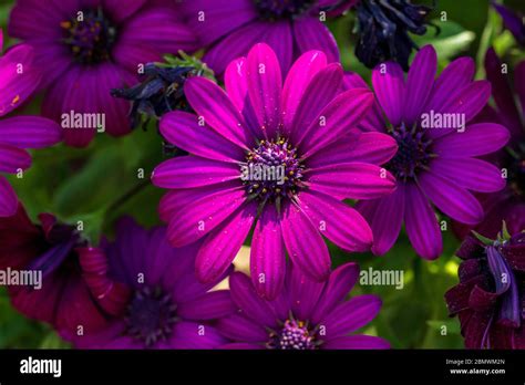 Dimorphotheca, South African daisy Flower Stock Photo - Alamy