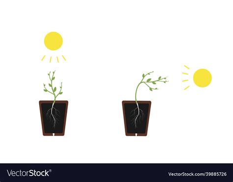 Phototropism light the plant grows Royalty Free Vector Image