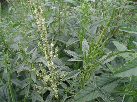 Common Waterhemp