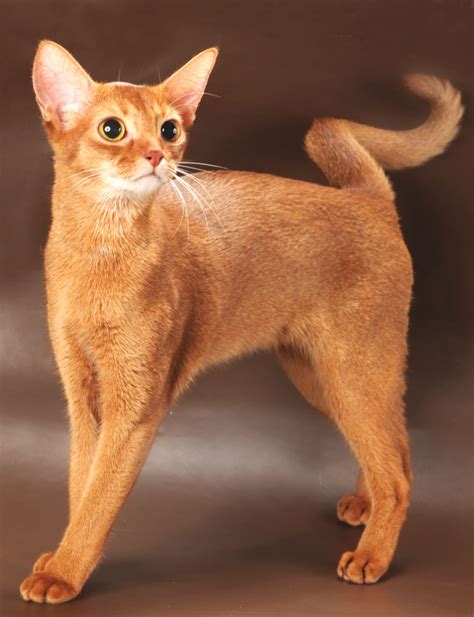 Abyssinian Cat Breed Profile