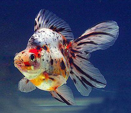 Calico goldfish – HILMA AQUARIUM