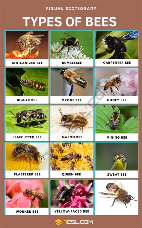 Types of Bees in English with Pictures • 7ESL | Types of bees, Types of ...