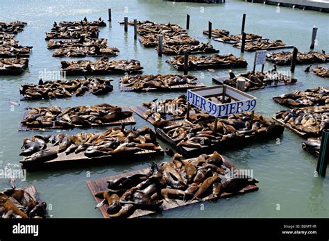 seals at Pier 39, Fisherman's Wharf, San Francisco Stock Photo: 25659251 - Alamy