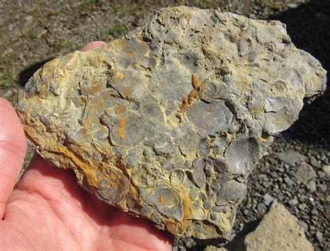 Early Paleozoic fossils in Nealmont Formation, Germany Valley, West ...