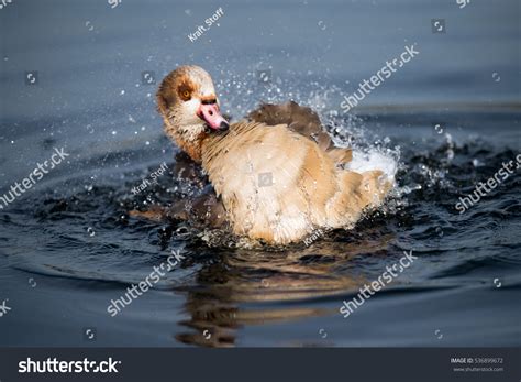 Duck Splashing In Water In The Morning At Hyde Park, London Stock Photo 536899672 : Shutterstock