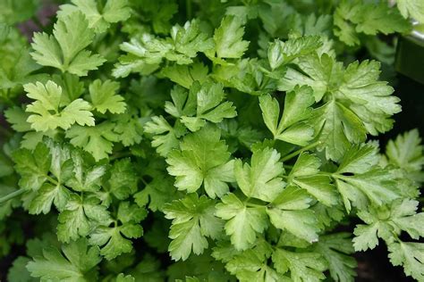 How To Plant And Care For Parsley - Best Landscape Ideas