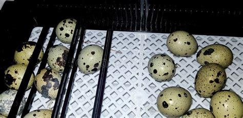 Quails Eggs in Incubator Hatching European Quail Stock Photo - Image of ...