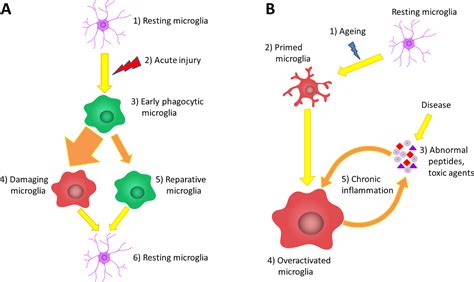 Frontiers | Heat-Shock Proteins in Neuroinflammation