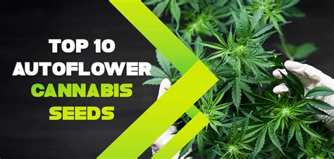 Top 10 Autoflower Cannabis Seeds | Vancouver Seed Bank