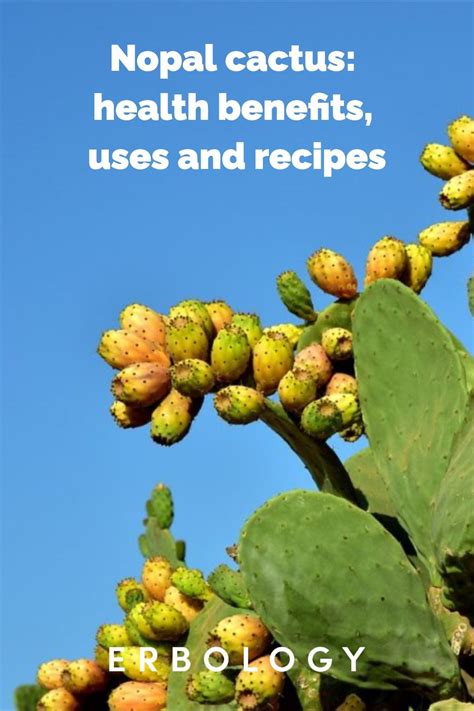 Nopal Cactus: Health Benefits, Uses and Recipes - Erbology | Cactus benefits, Nopales benefits ...