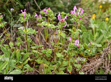 Henbit dead-nettle (Lamium amplexicaule) is an annual edible plant ...