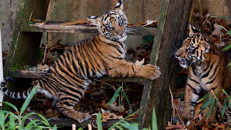 Tiger cubs make public debut at National Zoo