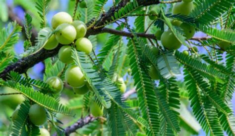 Amla Tree: How to Grow and Maintain, Tips