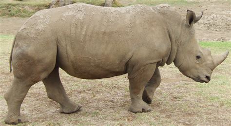 File:Rhino 5.jpg - Wikipedia