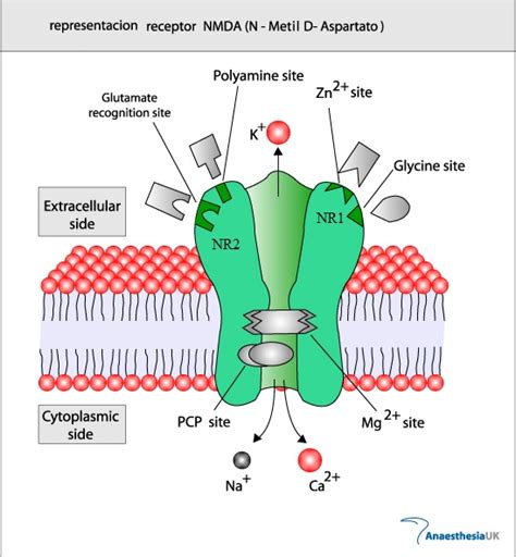 NeuroAnatomía Dr. William Ganem: La encefalitis causada por anticuerpos ...