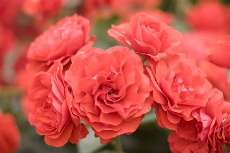 Floribunda Roses - Louie's Nursery & Garden Center Riverside CA