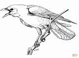 Realistic Perched American Crow coloring page  Free Printable Coloring sketch template