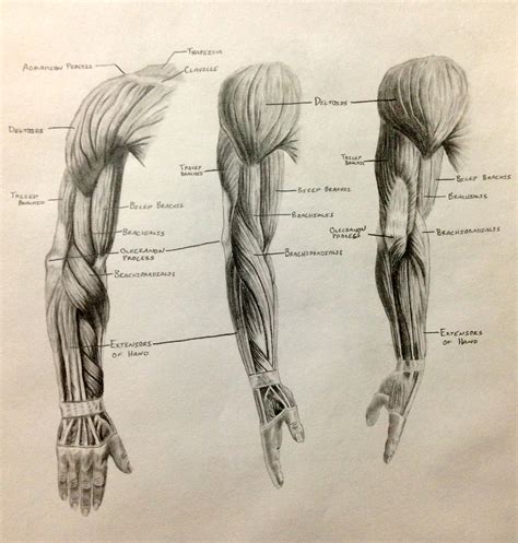 Arm Muscles by RonBirdArt on DeviantArt