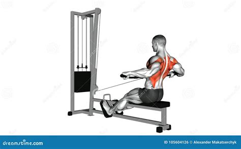 Cable Seated Wide-grip Row Exercise Stock Footage - Video of bodybuilding, bench: 105604126