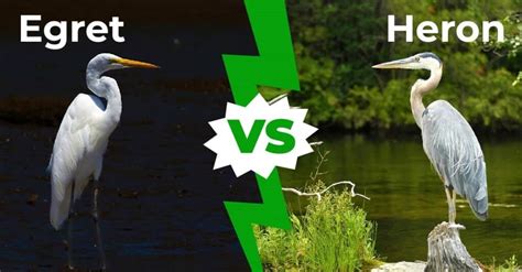 Heron Vs Egret: What's The Difference Between These Two