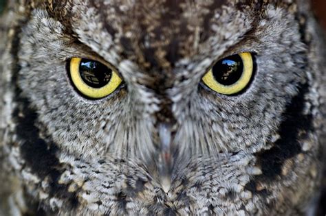 Screech owl eyes the camera in Oregon | Owl eyes, Screech owl, Owl